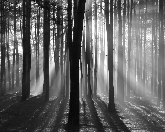 Midj e l'ambiente